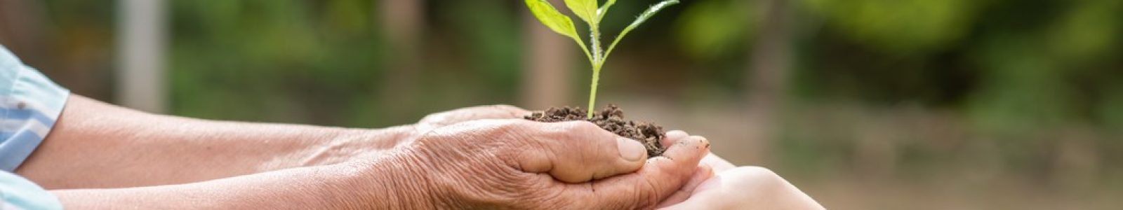 A small tree growing with soil forwarded or delivered between the hands of the elderly and children with the green forest background. Showed the care for the environment with sustainable development.